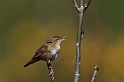Grasshopper warbler